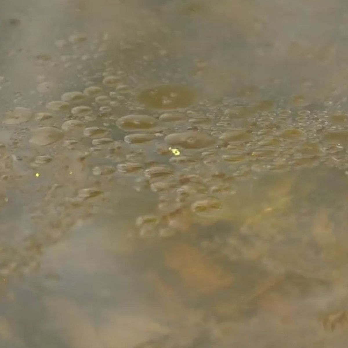 CC Moore Hemp Oil 500ml - Imagen 3