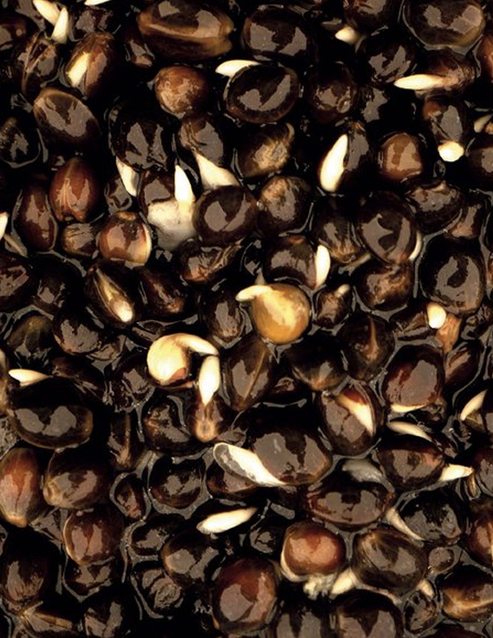 Nash Oily Hemp 500ml - Imagen 3