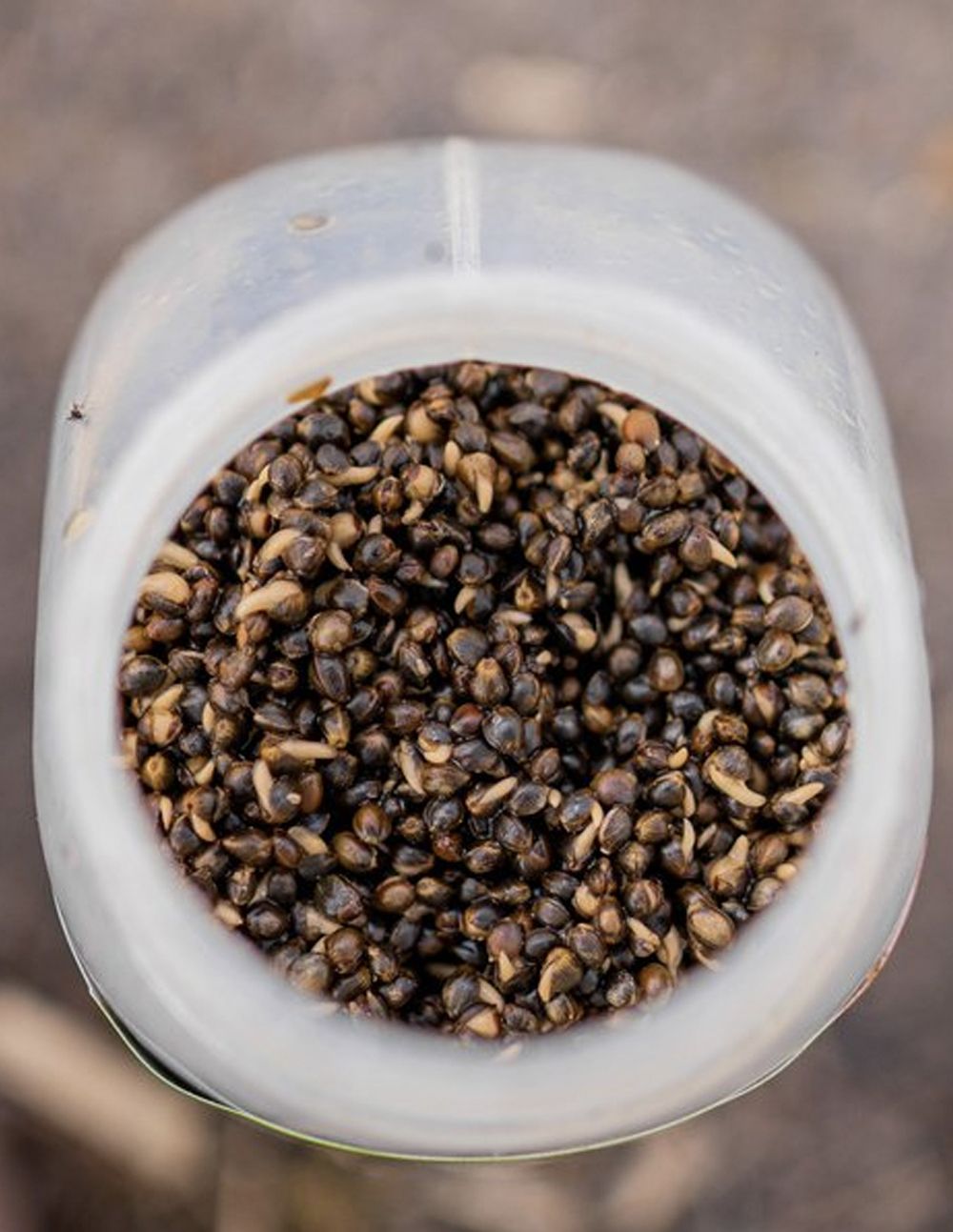 Nash Oily Hemp 500ml - Imagen 4