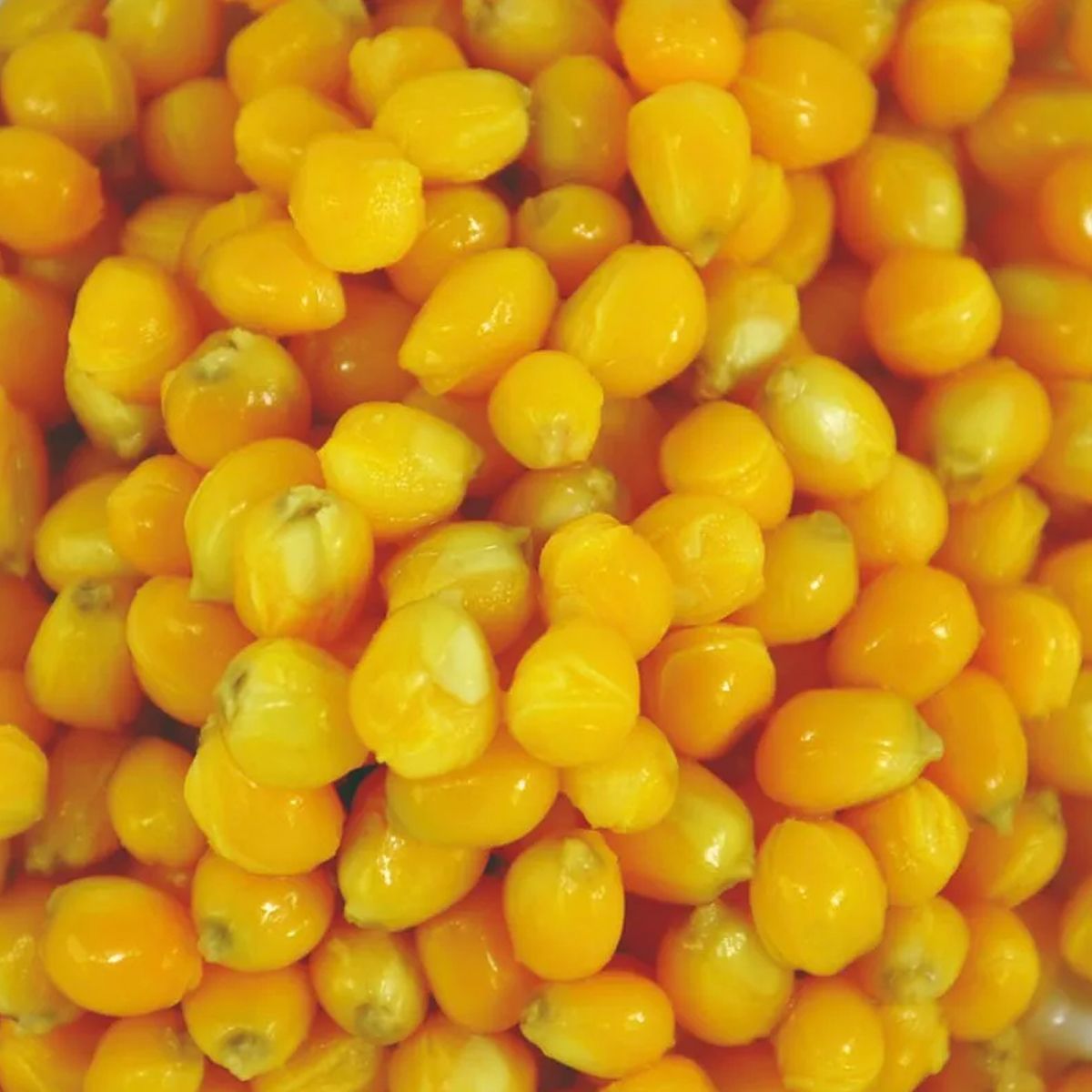 Particles for Fishing Maíz Cocido 1kg - Imagen 3