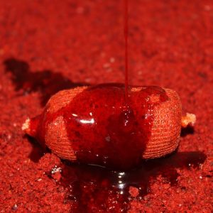 Pro Elite Baits Dips Booster Robin Red 300ml