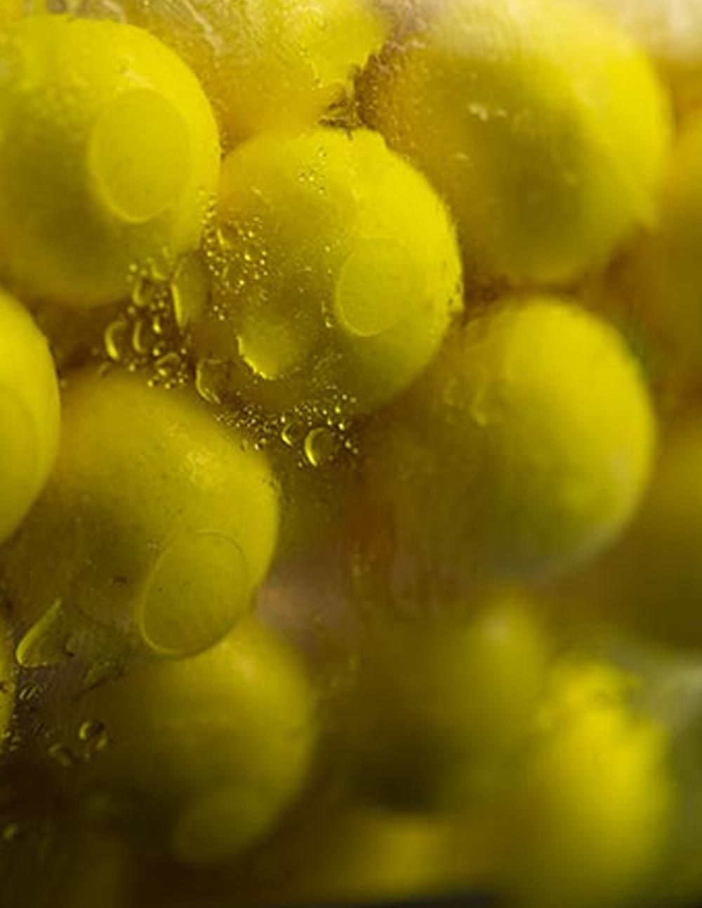 Sticky Baits Pineapple & N´Butyric Bait Spray 50ml - Imagen 4