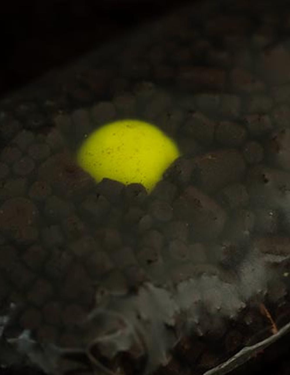 Sticky Baits Pineapple & N’Butyric Pop Up 16mm 100gr - Imagen 4